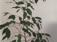 Grajewo ogłoszenia: Sprzedam benjamina ,wysokość ok 1 metra . - zdjęcie