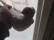 Grajewo ogłoszenia: Sprzedam gołębie, króliki.

Sprzedam samice driera 30 zł... - zdjęcie